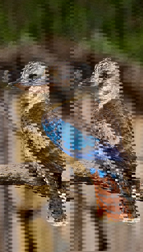 Blue-winged Kookaburra