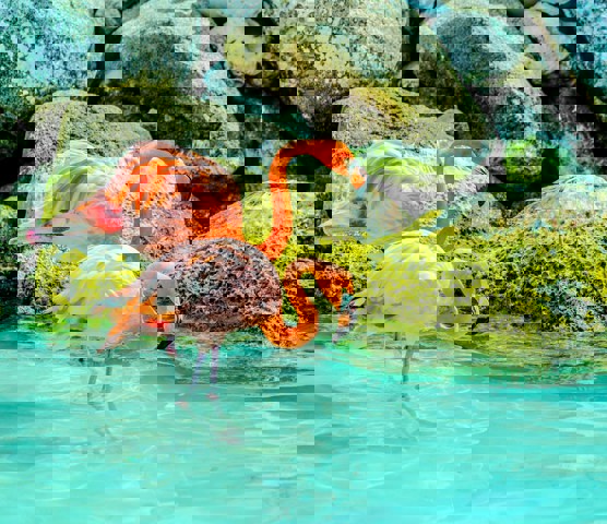 Flamingo Beach, Aruba