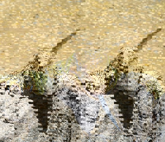 Oasis Wildlife Fuerteventura 