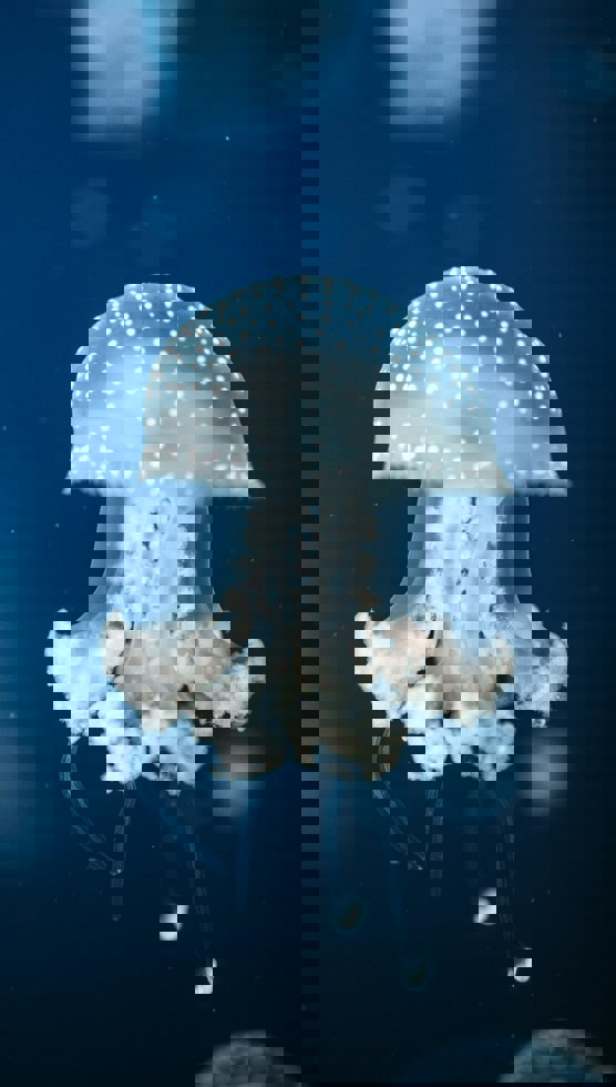 Oceanographic Museum of Monaco