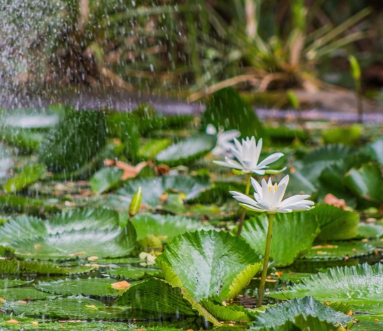 Garden of the Sleeping Giant
