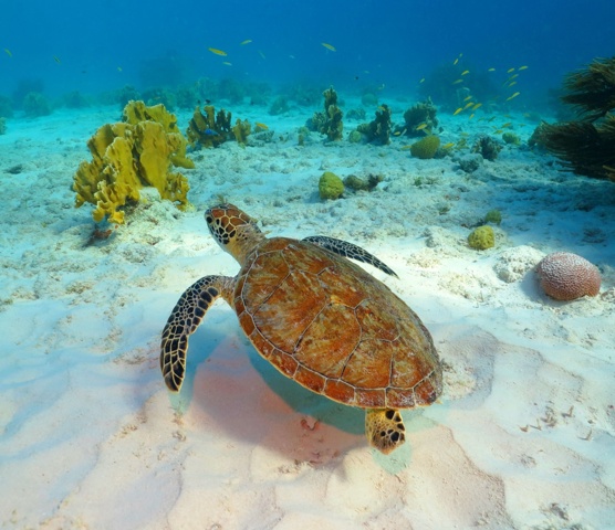 Tobago Cays Sea Turtle