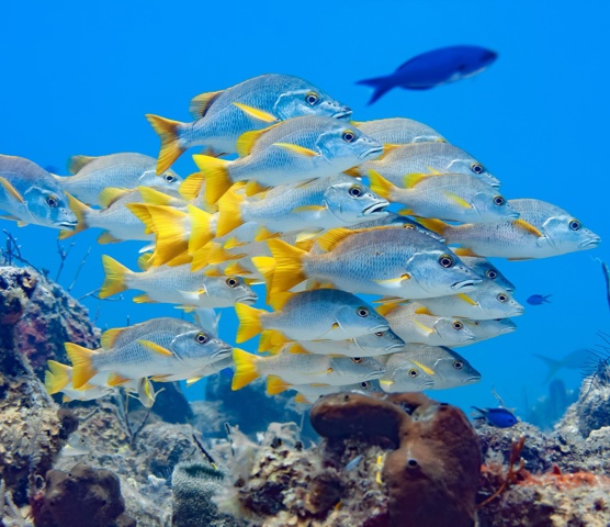 Schoolmaster Snapper