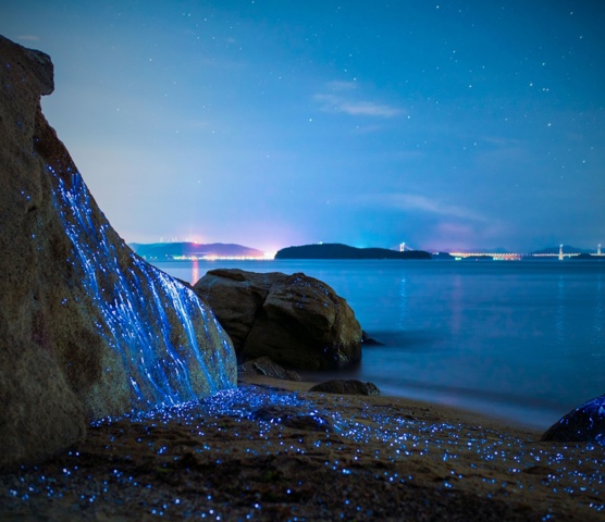 Bioluminescent Mosquito Bay