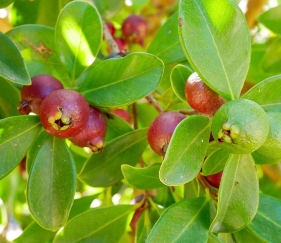 Guava-berry